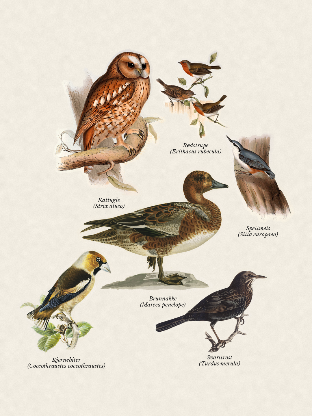 Birds seen recently